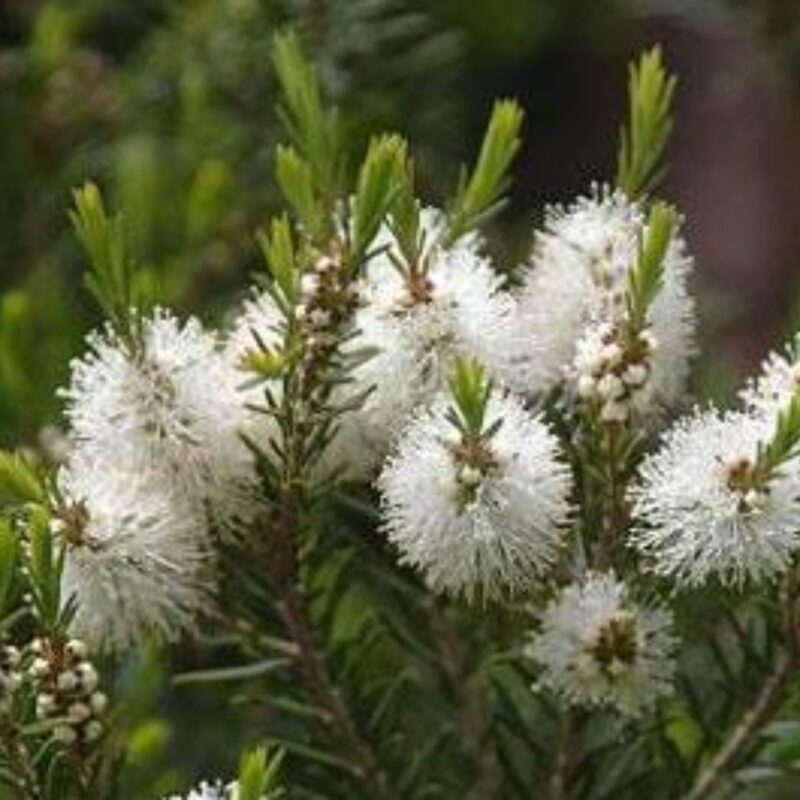 Benefici del Tea Tree Oil: Il Segreto Naturale per una Pelle Sana