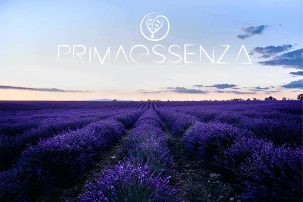 Campo di lavanda al tramonto – olio essenziale di lavanda per relax e benessere.