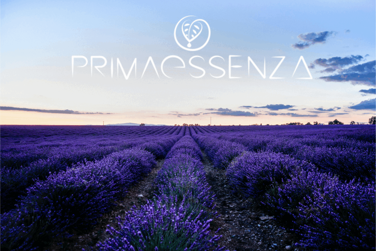 Campo di lavanda in fiore al tramonto