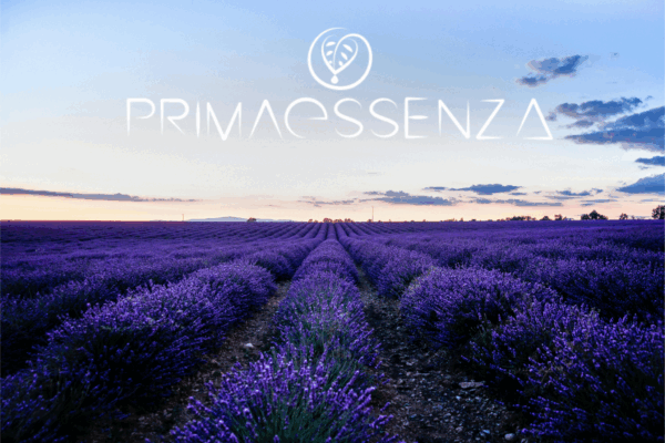 Campo di lavanda in fiore al tramonto